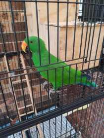 Lost Eclectus