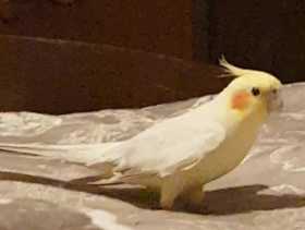 Lost Cockatiel