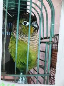 Lost Conure