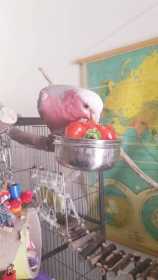 Lost Galah Cockatoo