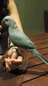 Lost Indian Ringneck Parakeet