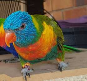 Lost Lory / Lorikeet