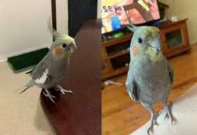 Lost Cockatiel