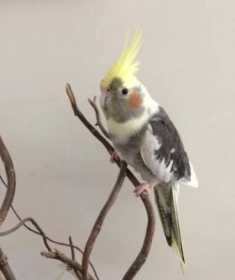 Lost Cockatiel