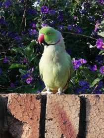 Lost Indian Ringneck Parakeet