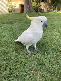 Lost Cockatoo