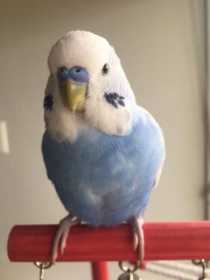 Lost Budgerigar