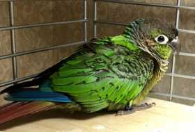 Lost Conure