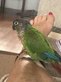 Lost Conure