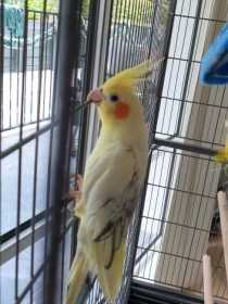 Lost Cockatiel