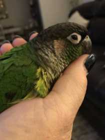 Lost Conure