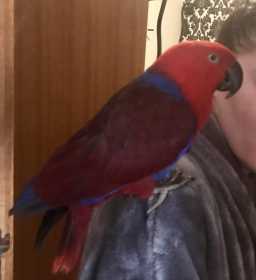 Lost Eclectus