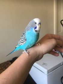 Lost Budgerigar