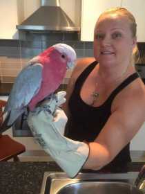 Lost Galah Cockatoo