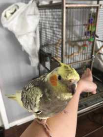 Lost Cockatiel