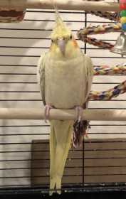 Lost Cockatiel