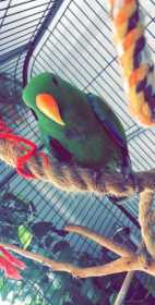 Lost Eclectus