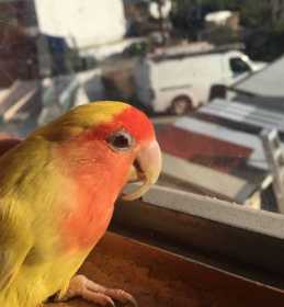 Lost Lovebird