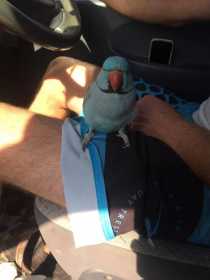 Lost Indian Ringneck Parakeet