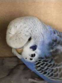 Lost Budgerigar