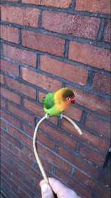 Lost Lovebird