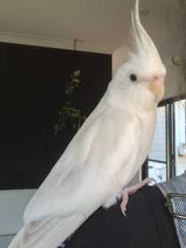 Lost Cockatiel