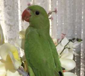 Lost Indian Ringneck Parakeet