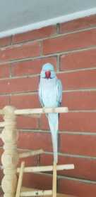 Lost Indian Ringneck Parakeet