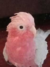 Lost Galah Cockatoo