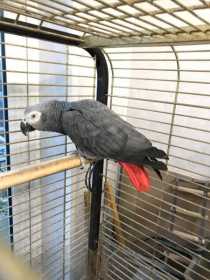 Lost African Grey