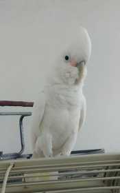 Lost Cockatoo