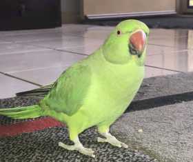 Lost Indian Ringneck Parakeet