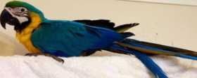 Lost Macaw