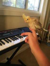 Lost Cockatiel