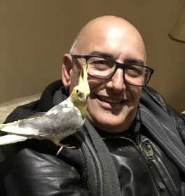 Lost Cockatiel