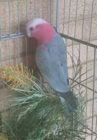 Lost Galah Cockatoo