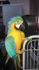 Lost Macaw