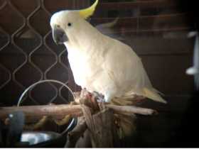 Lost Cockatoo