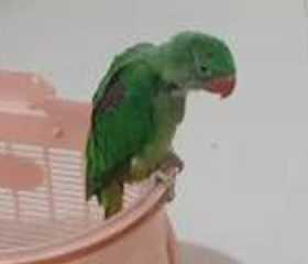 Lost Alexandrine