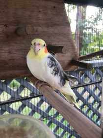 Lost Cockatiel