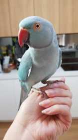 Lost Indian Ringneck Parakeet