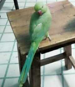 Lost Indian Ringneck Parakeet