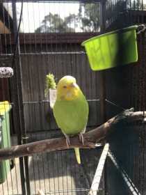 Lost Budgerigar