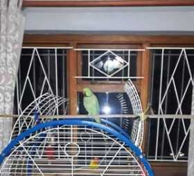 Lost African Ringneck Parakeet