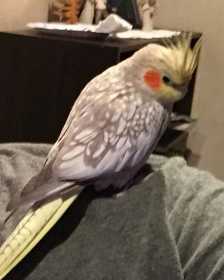 Lost Cockatiel