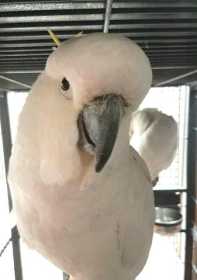 Lost Cockatoo