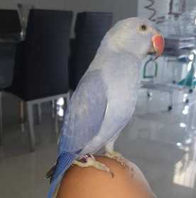 Lost Indian Ringneck Parakeet