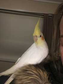 Lost Cockatiel