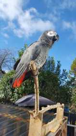 Lost African Grey