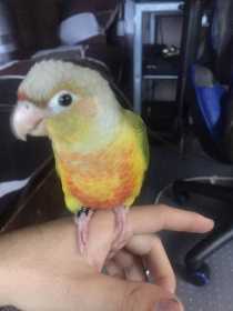 Lost Conure